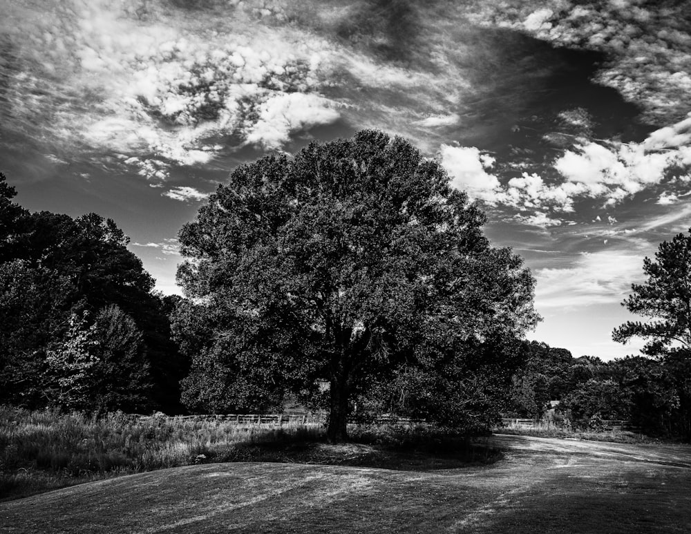 a black and white photo of a field with trees