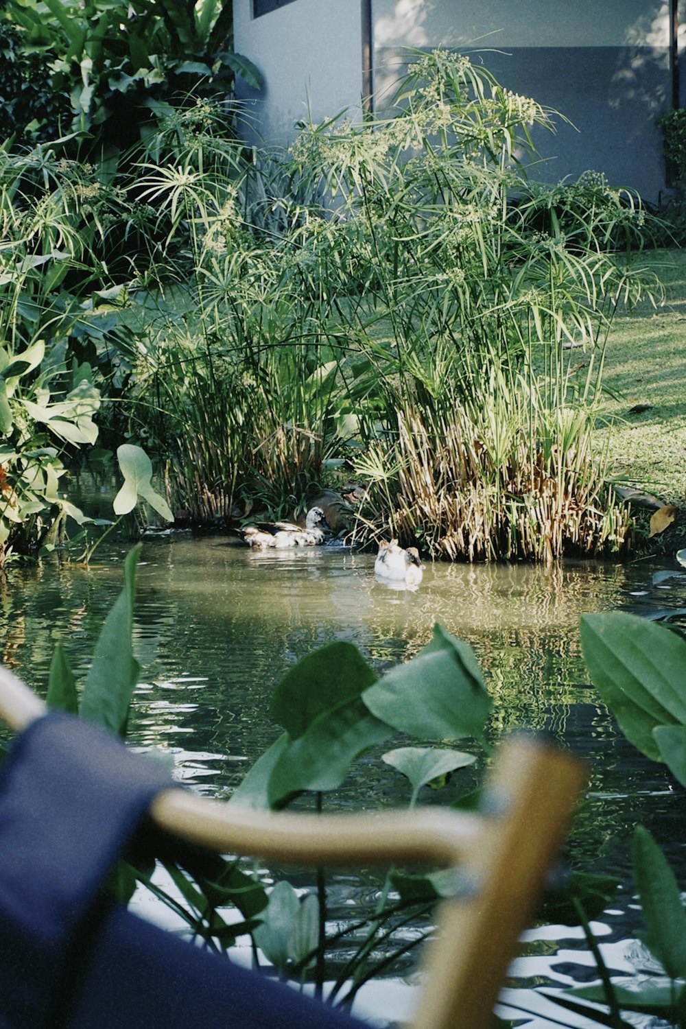 a small pond with ducks swimming in it