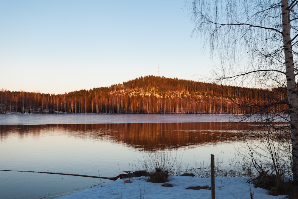 a large body of water surrounded by a forest