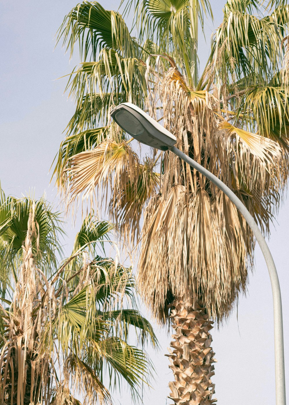 a street light and palm trees against a blue sky