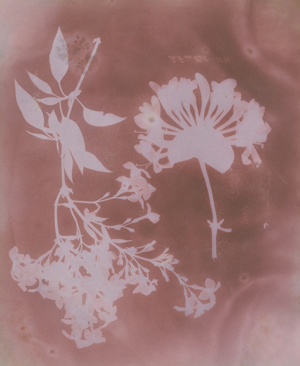 a picture of some white flowers on a pink background