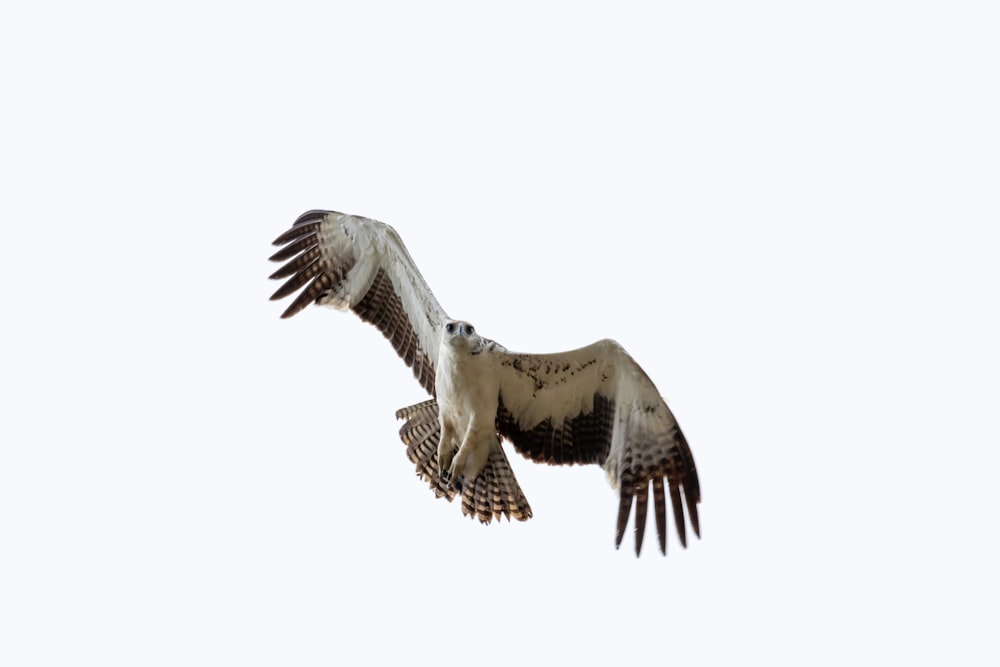 a large bird flying through a white sky