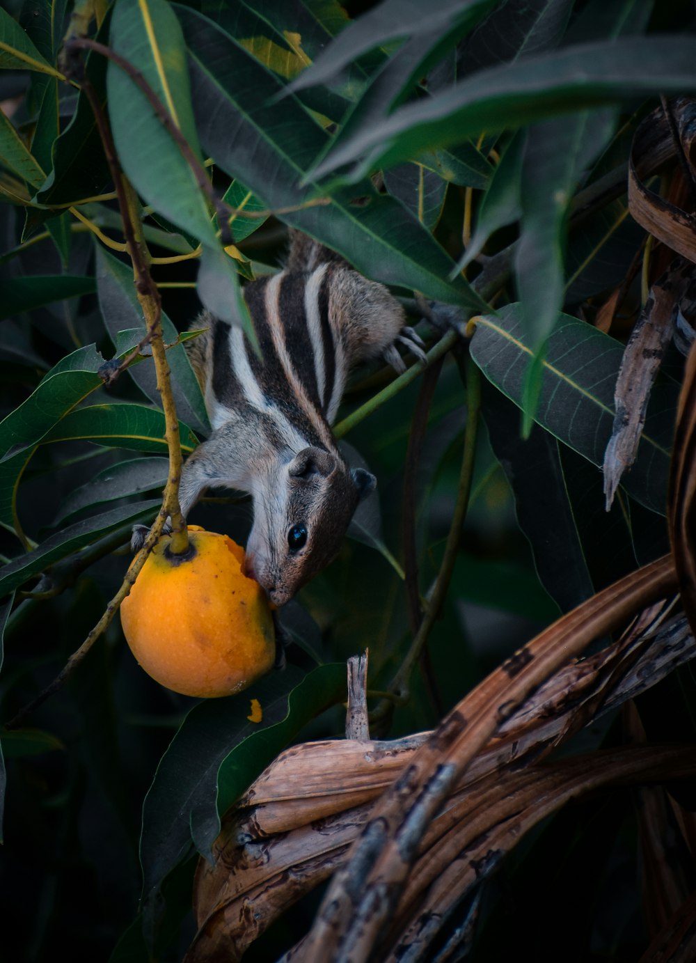 a zebra eating an orange on a tree