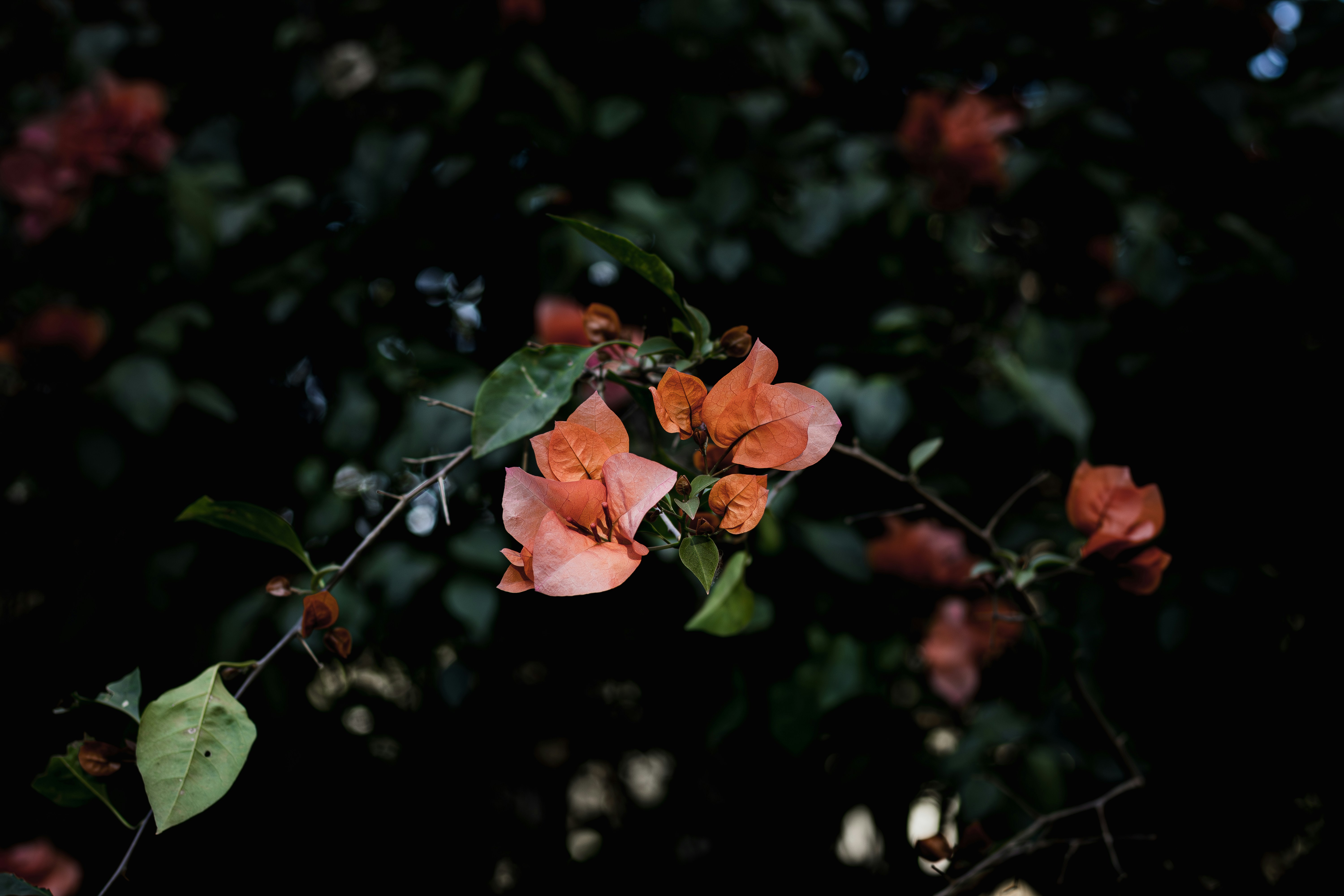 Photo by oscareduardohr