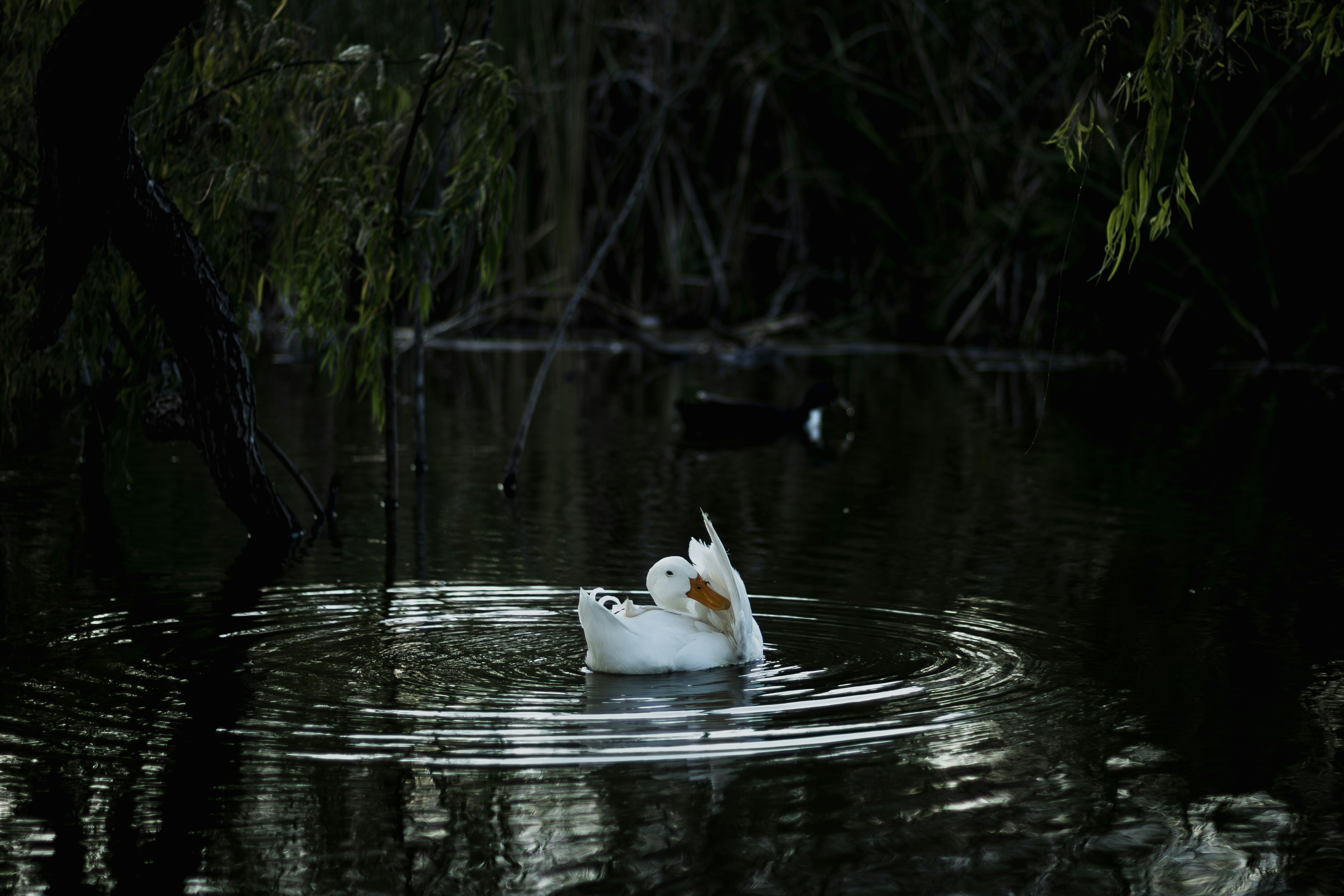 Photo by oscareduardohr
