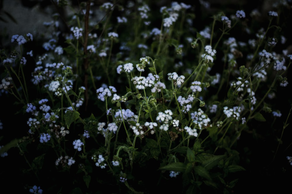 a bunch of small white flowers in a field