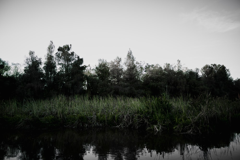 a body of water surrounded by grass and trees