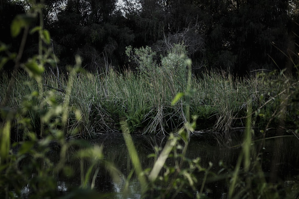 a body of water surrounded by tall grass