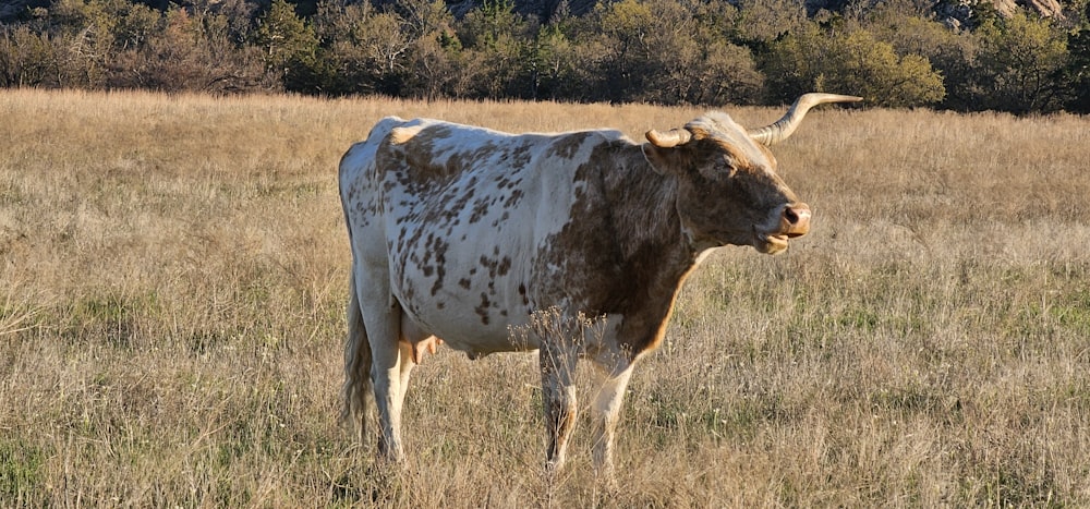 una mucca marrone e bianca in piedi in un campo