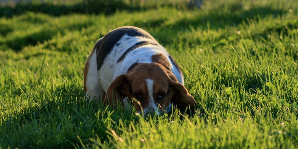 a brown and white dog standing on top of a lush green field