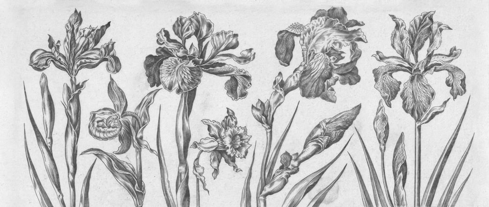 a pencil drawing of a bunch of flowers