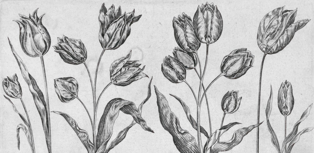 a pencil drawing of a bunch of flowers