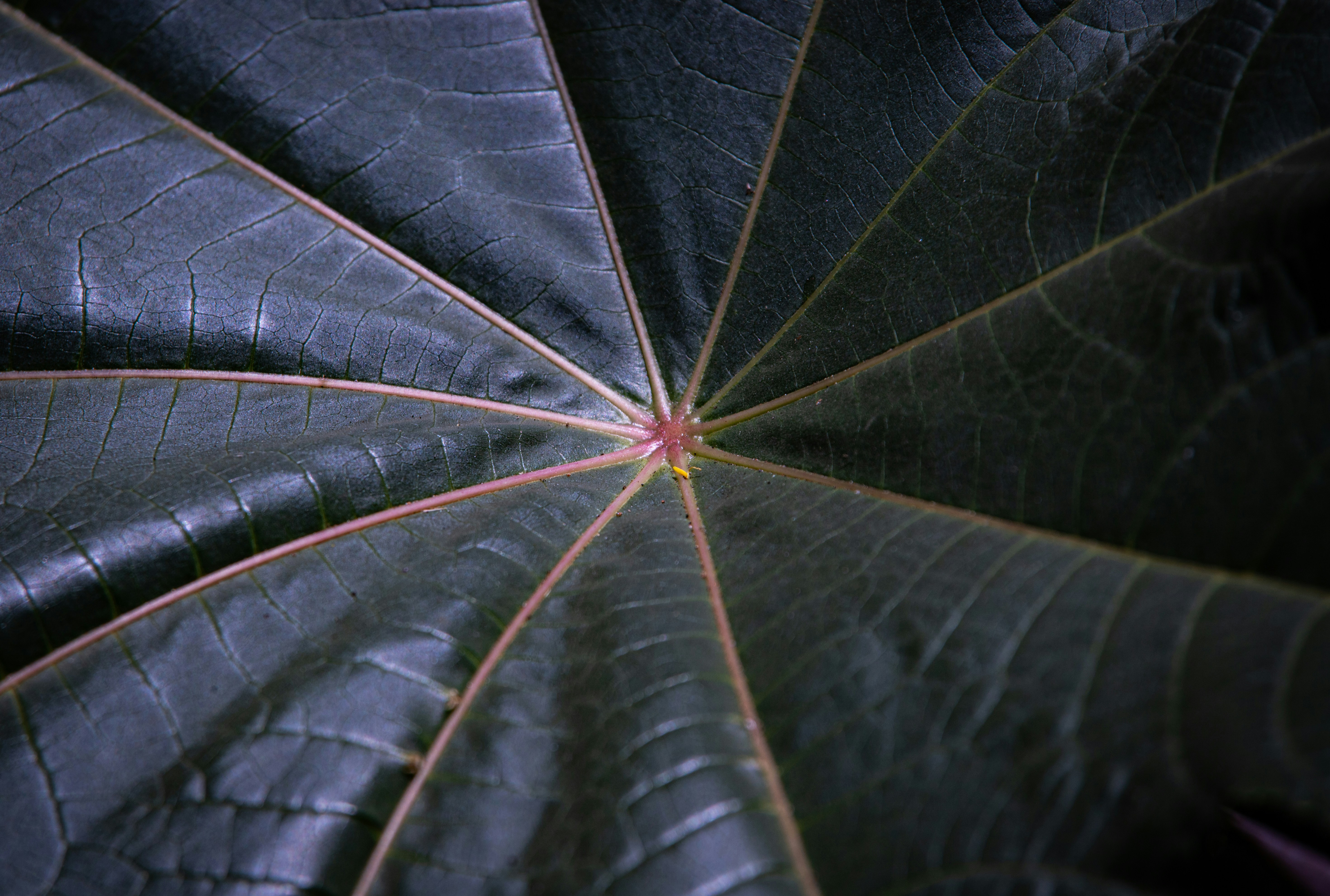 Secure leaf protection