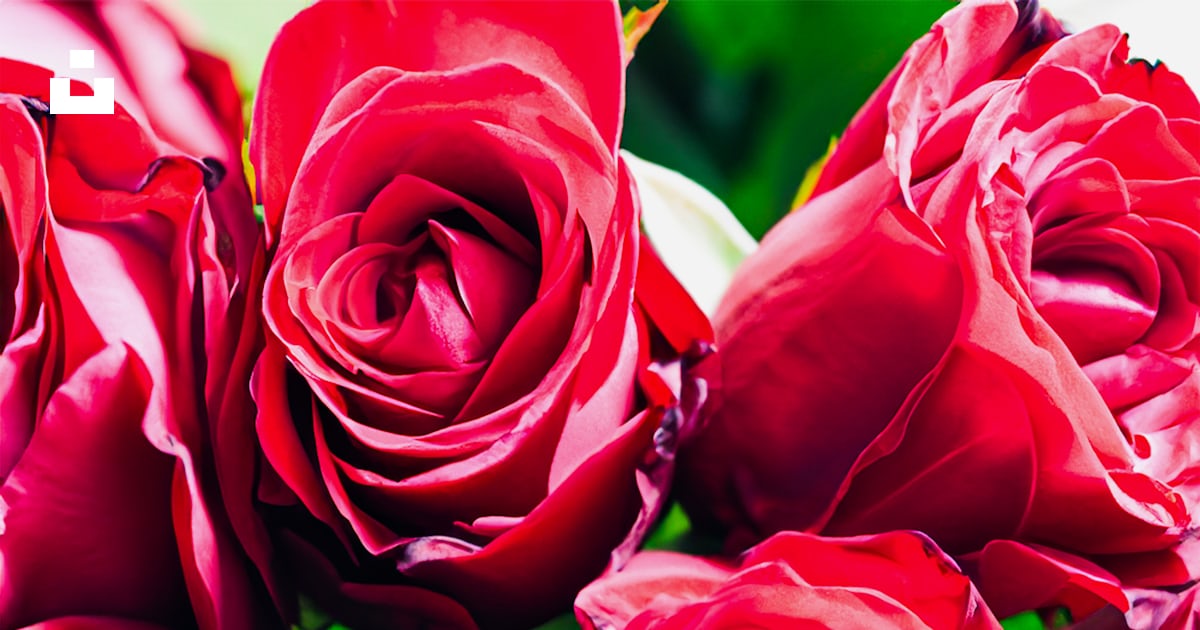 A bouquet of red roses with green leaves photo – Free Rose flower Image ...