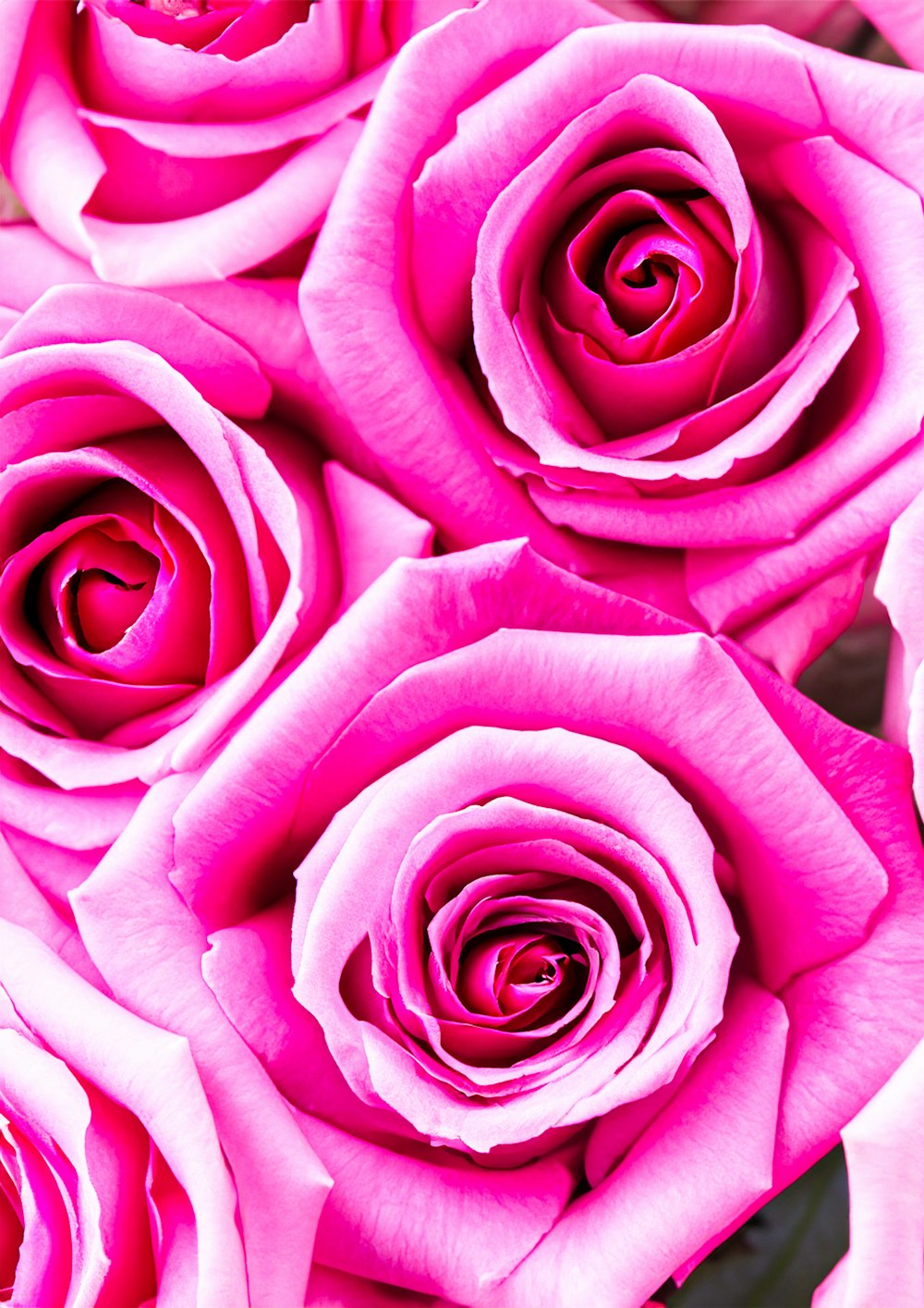 a close up of a bunch of pink roses