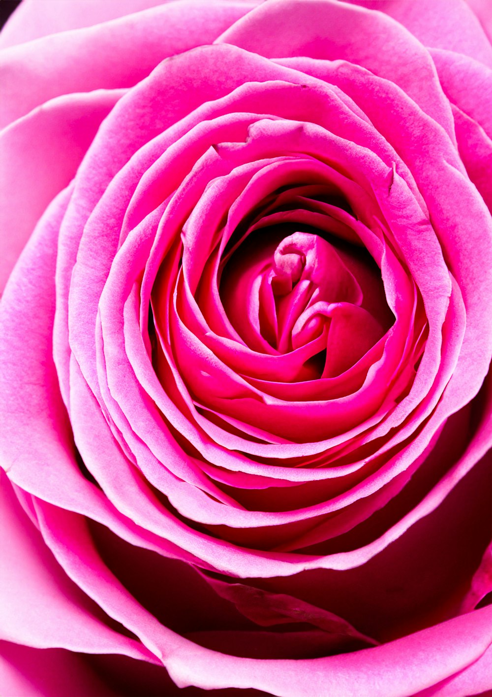 a close up of a pink rose flower