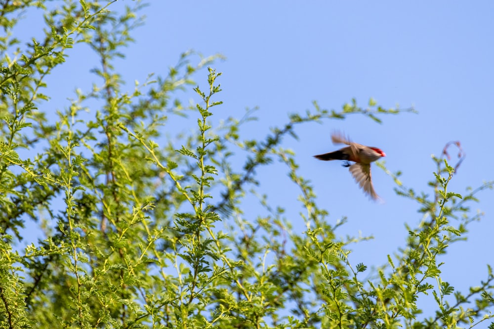 ein Vogel, der in der Luft über einen Baum fliegt