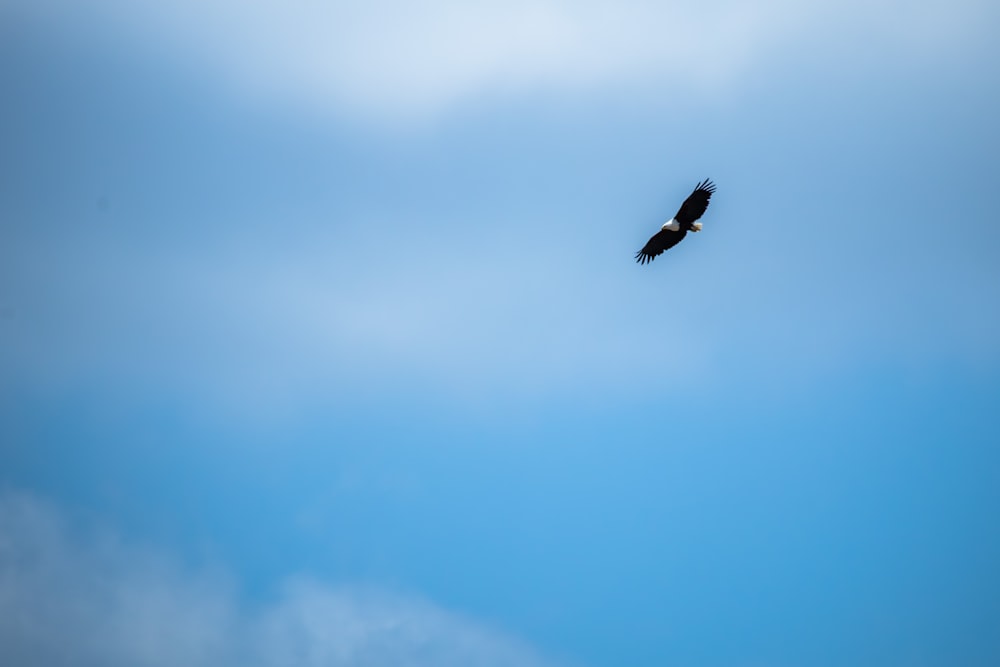 a large bird flying through a cloudy blue sky