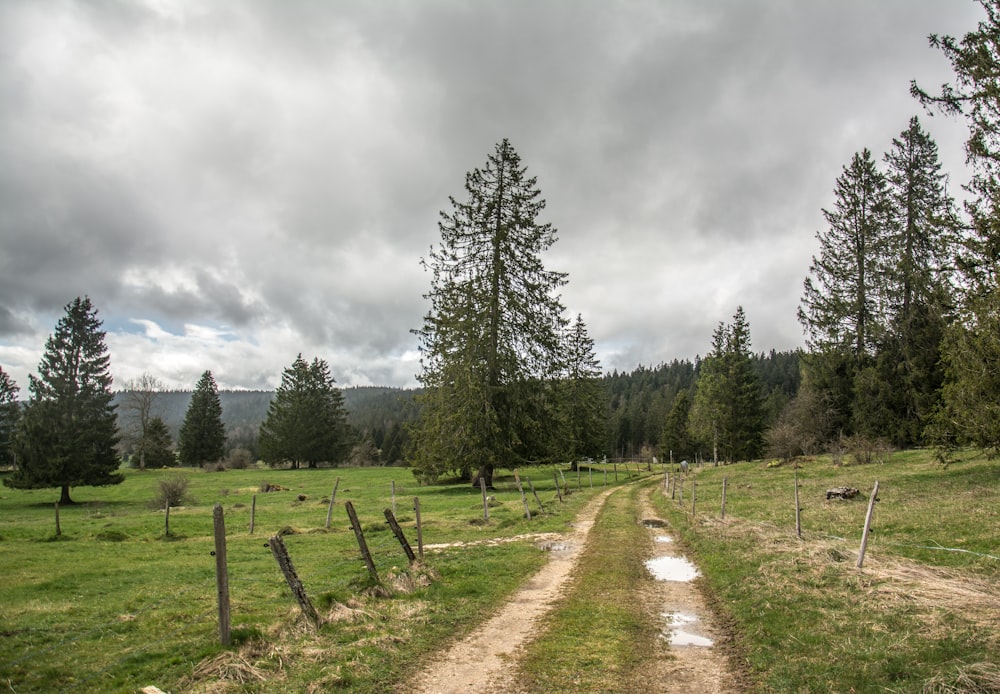 a dirt road in the middle of a grassy field