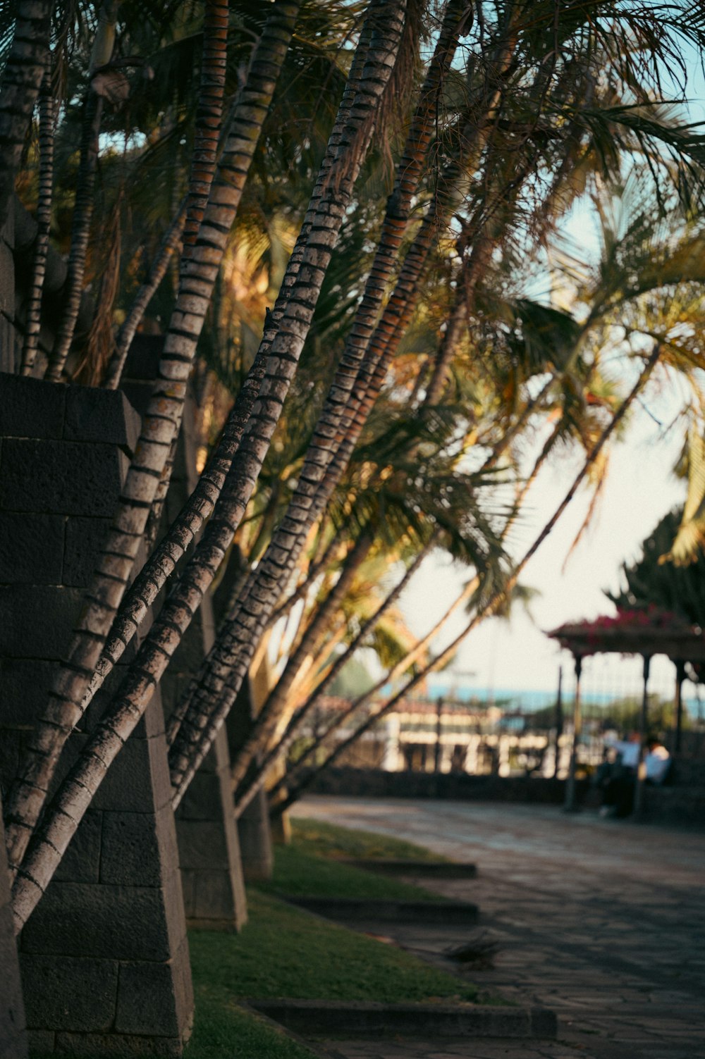 a man riding a skateboard down a sidewalk next to palm trees