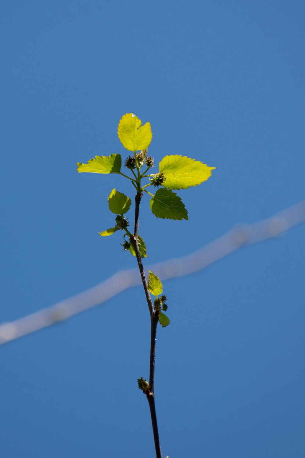 a small branch with green leaves against a blue sky