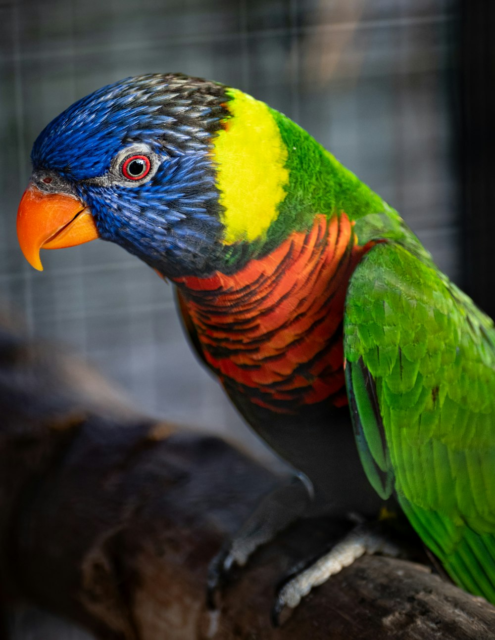 a colorful bird sitting on top of a tree branch