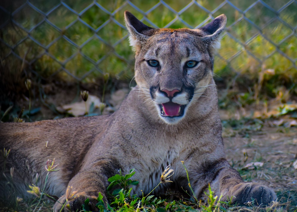 a close up of a mountain lion laying on the ground