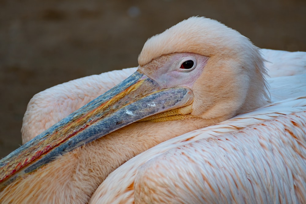 a large white bird with a long beak