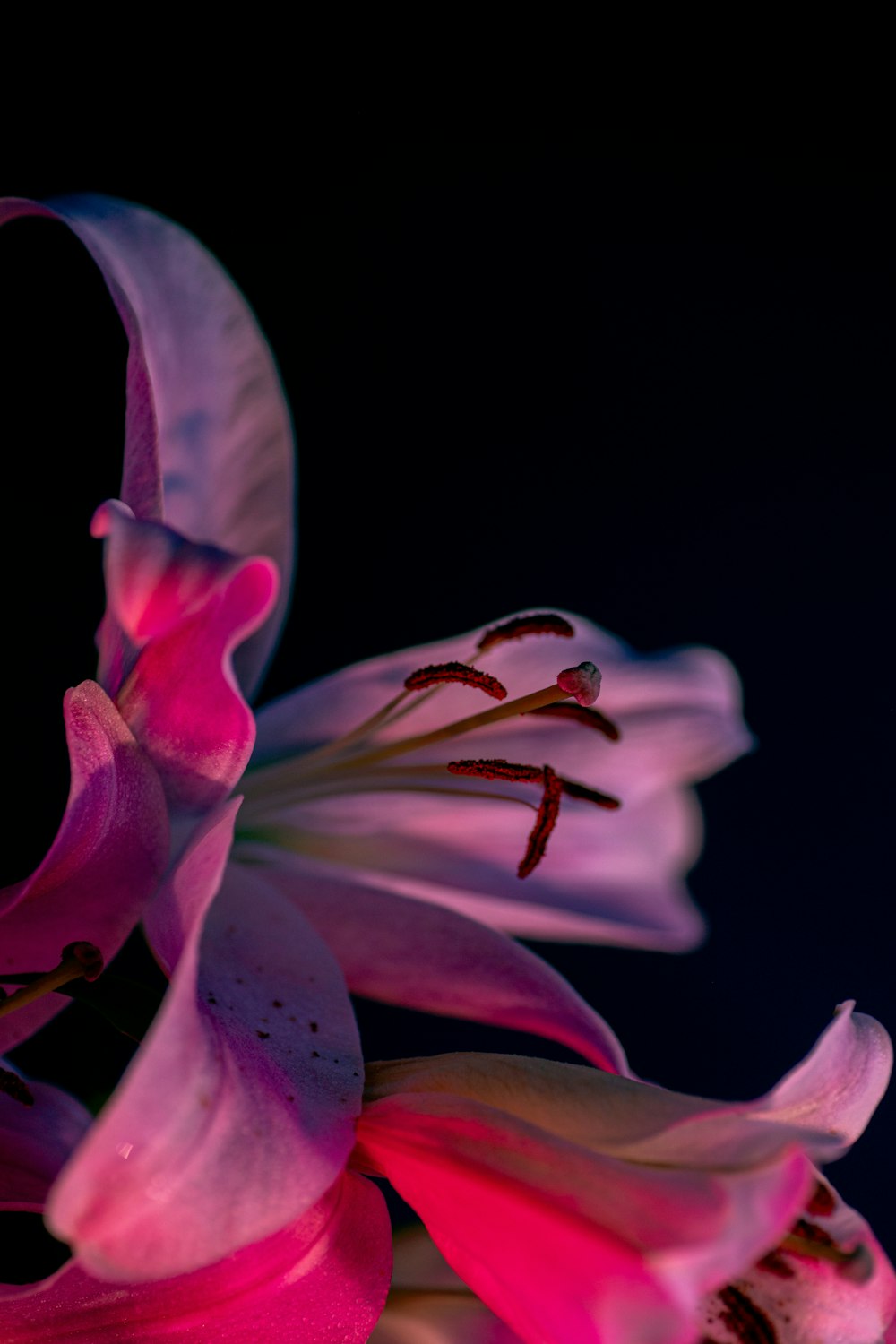 a close up of a pink flower on a black background