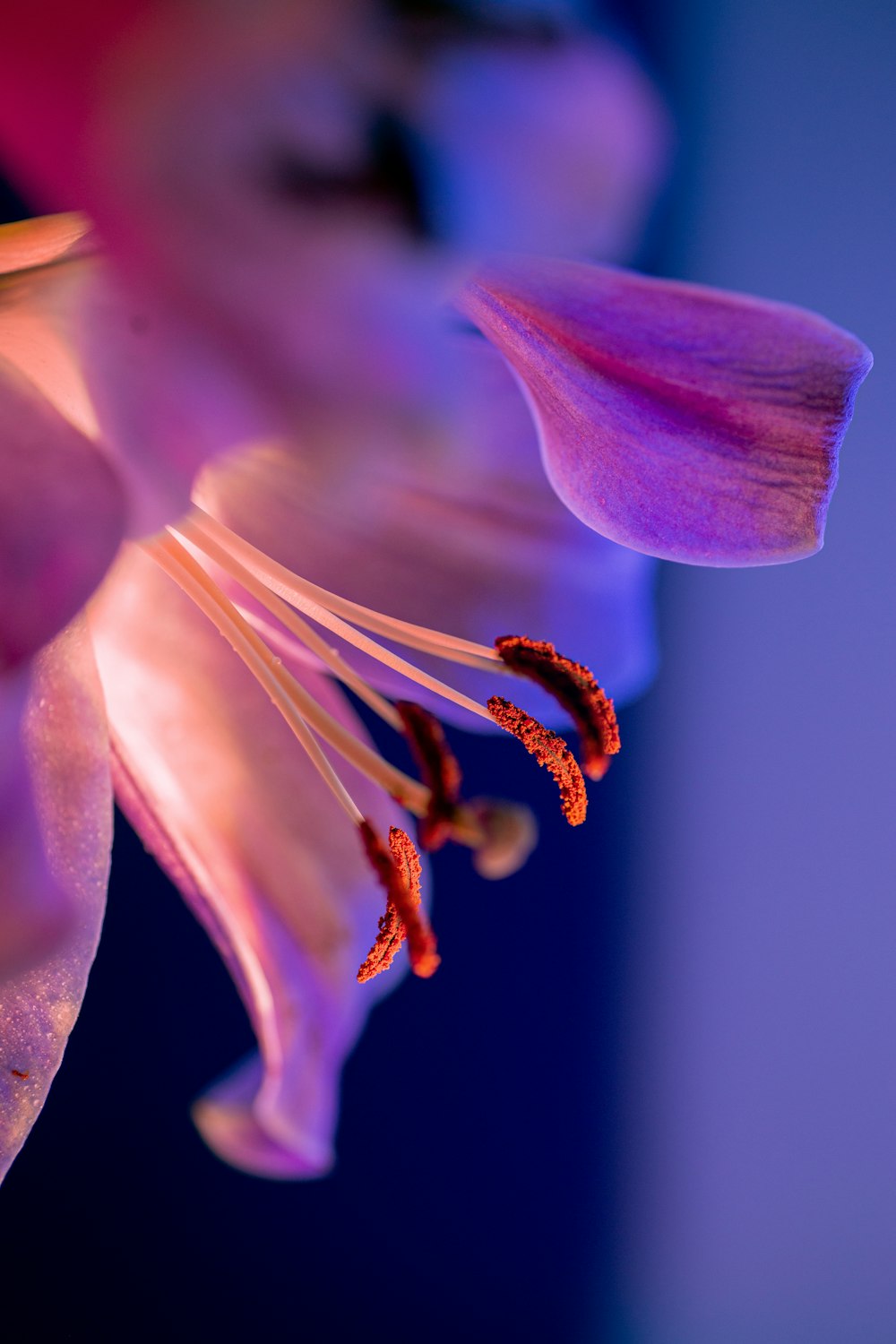 a close up of a flower with a blue background