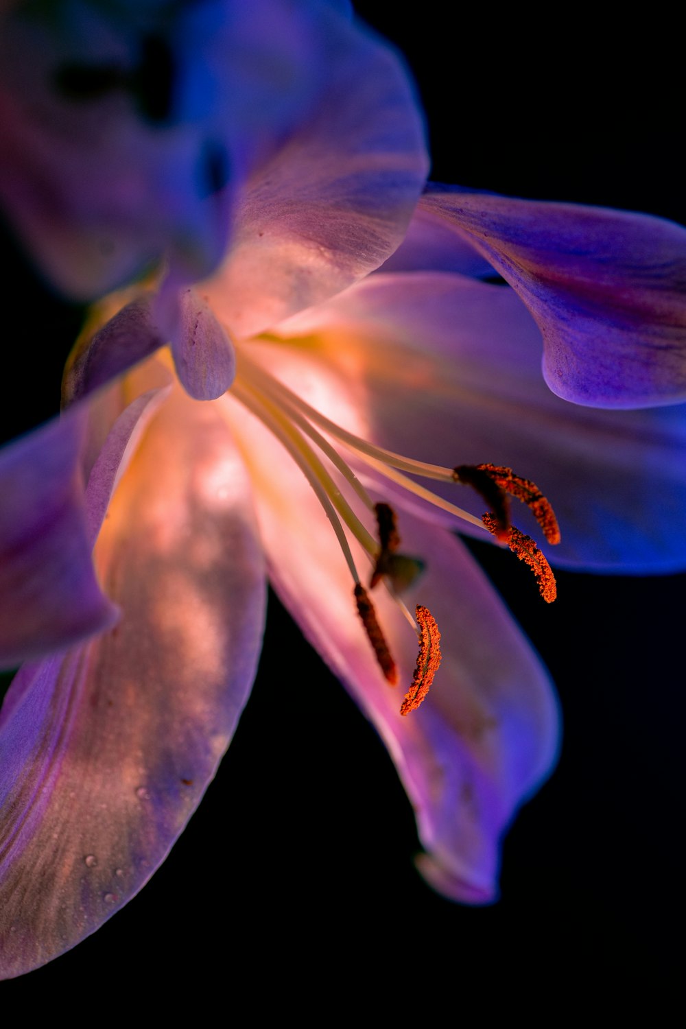 a close up of a purple flower on a black background