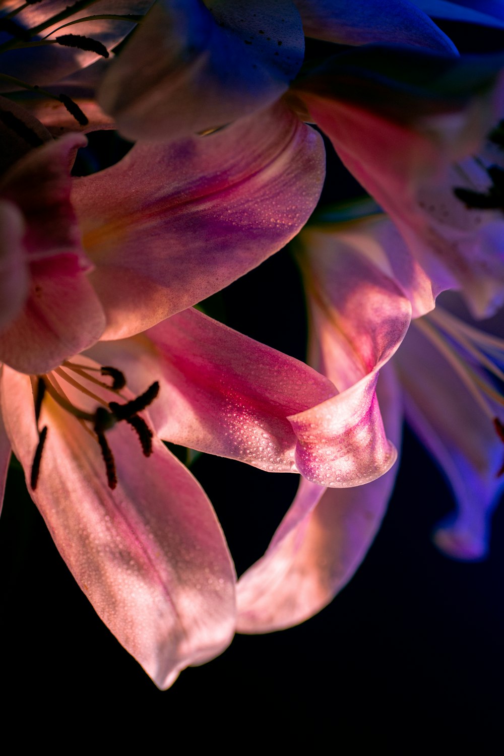 a close up of a bunch of pink flowers