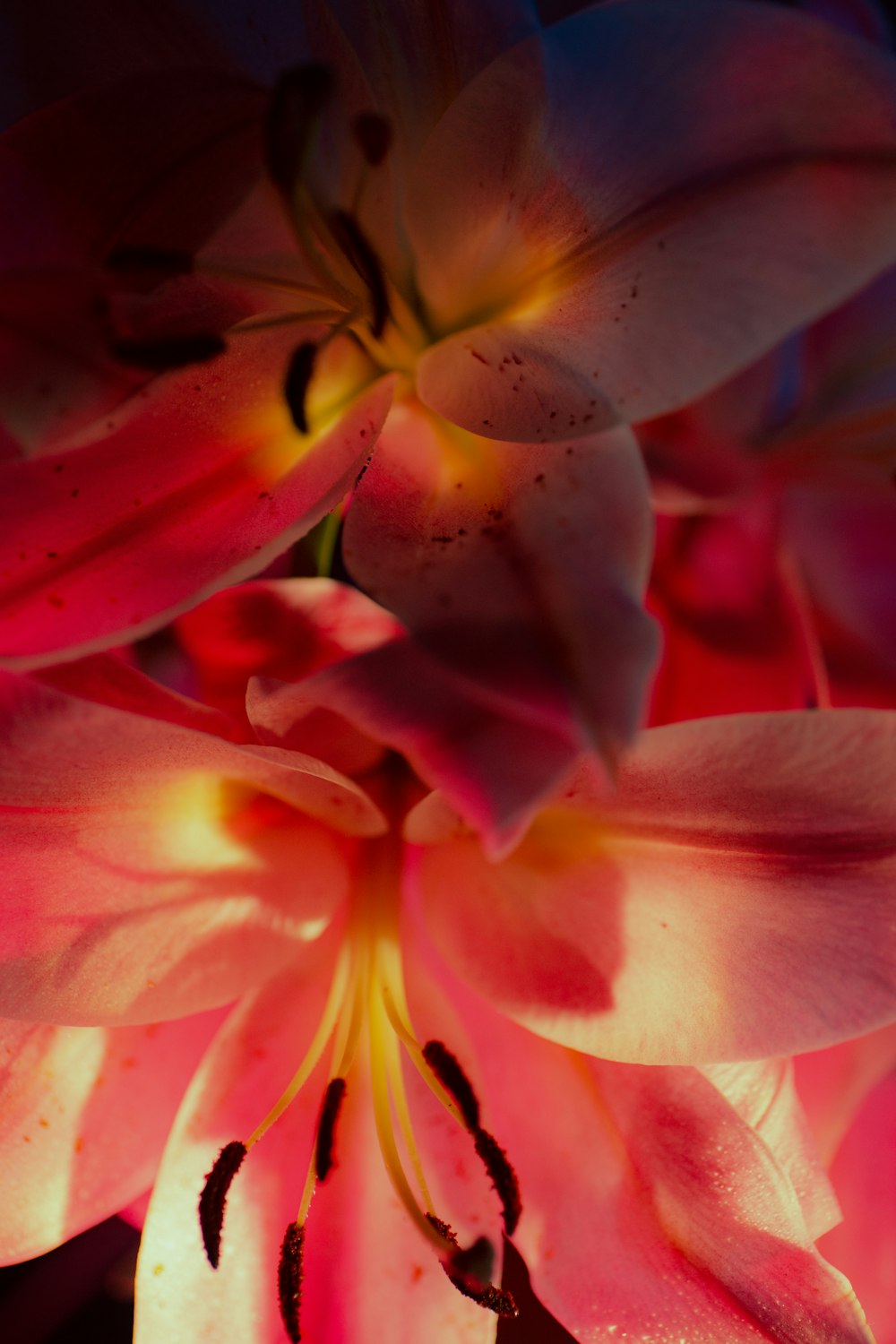 a close up of a bunch of pink flowers