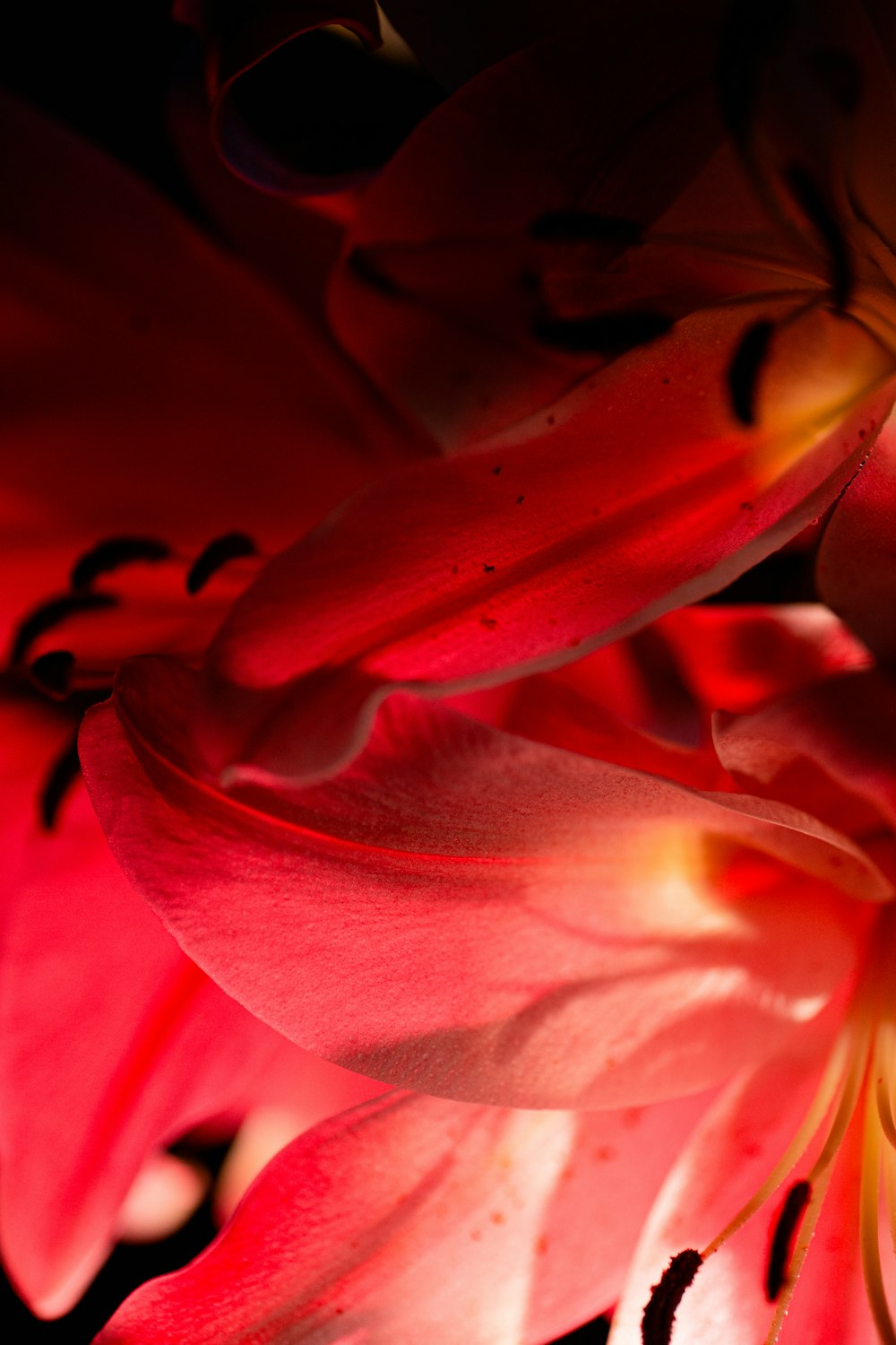 a close up of a red flower with a black background