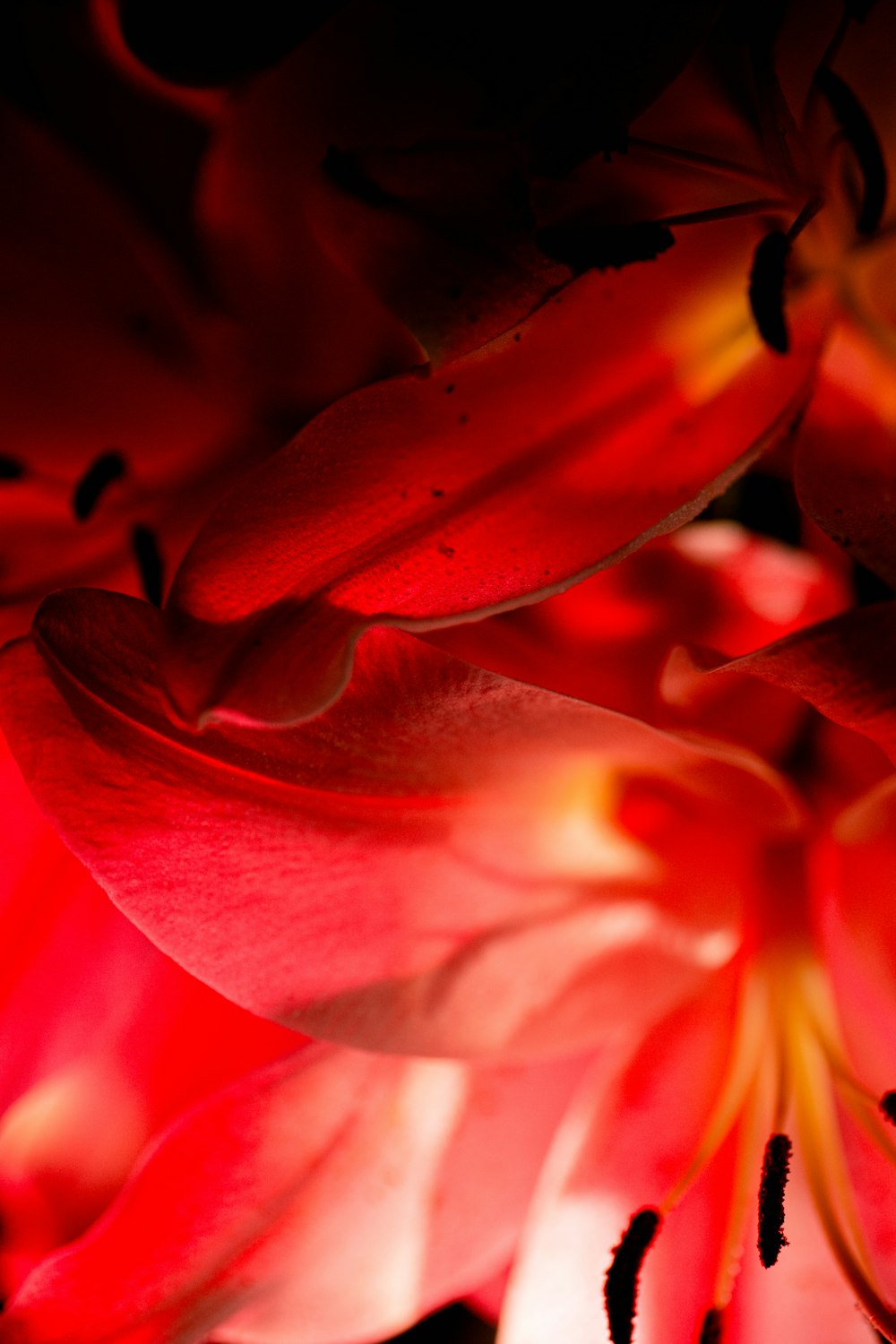 a close up of a red flower with a black background