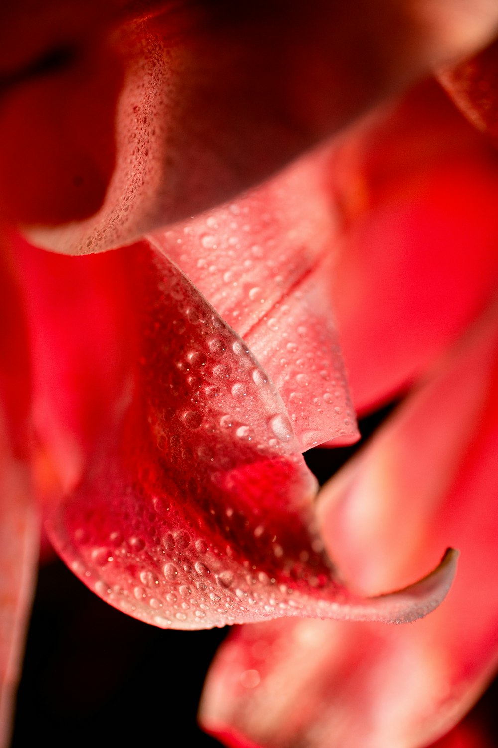 a red flower with water droplets on it