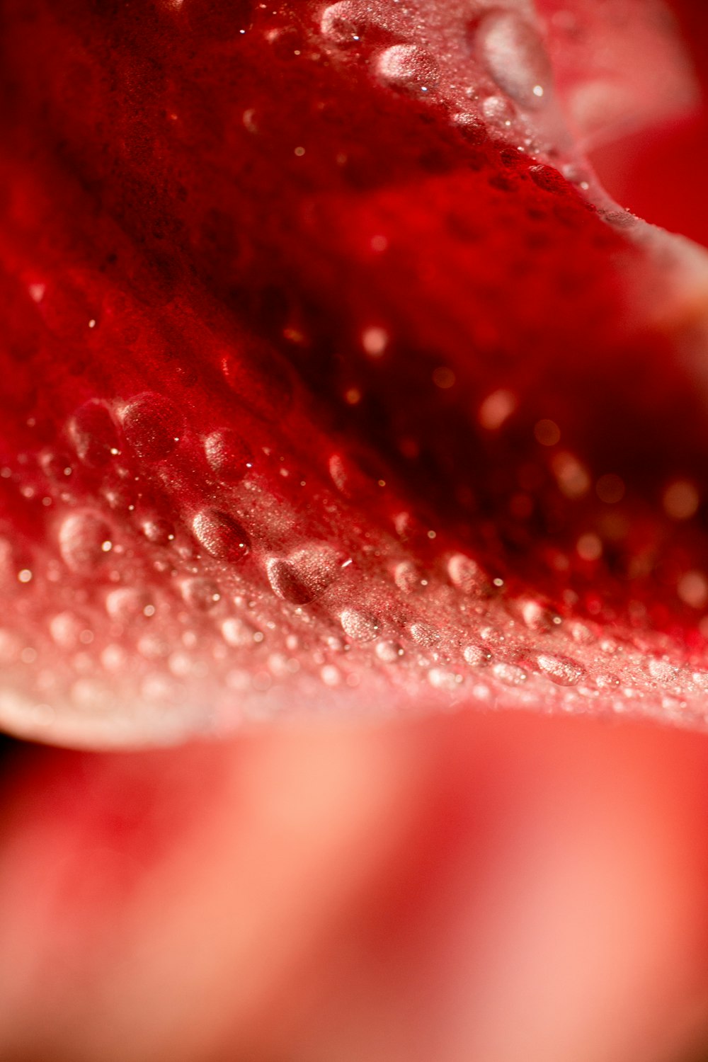 a red flower with water droplets on it