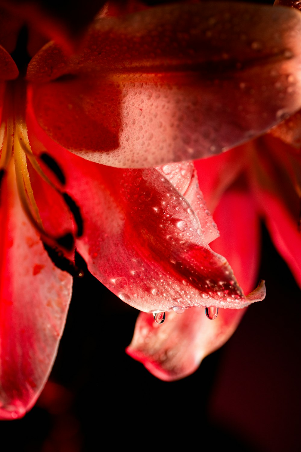 a red flower with drops of water on it