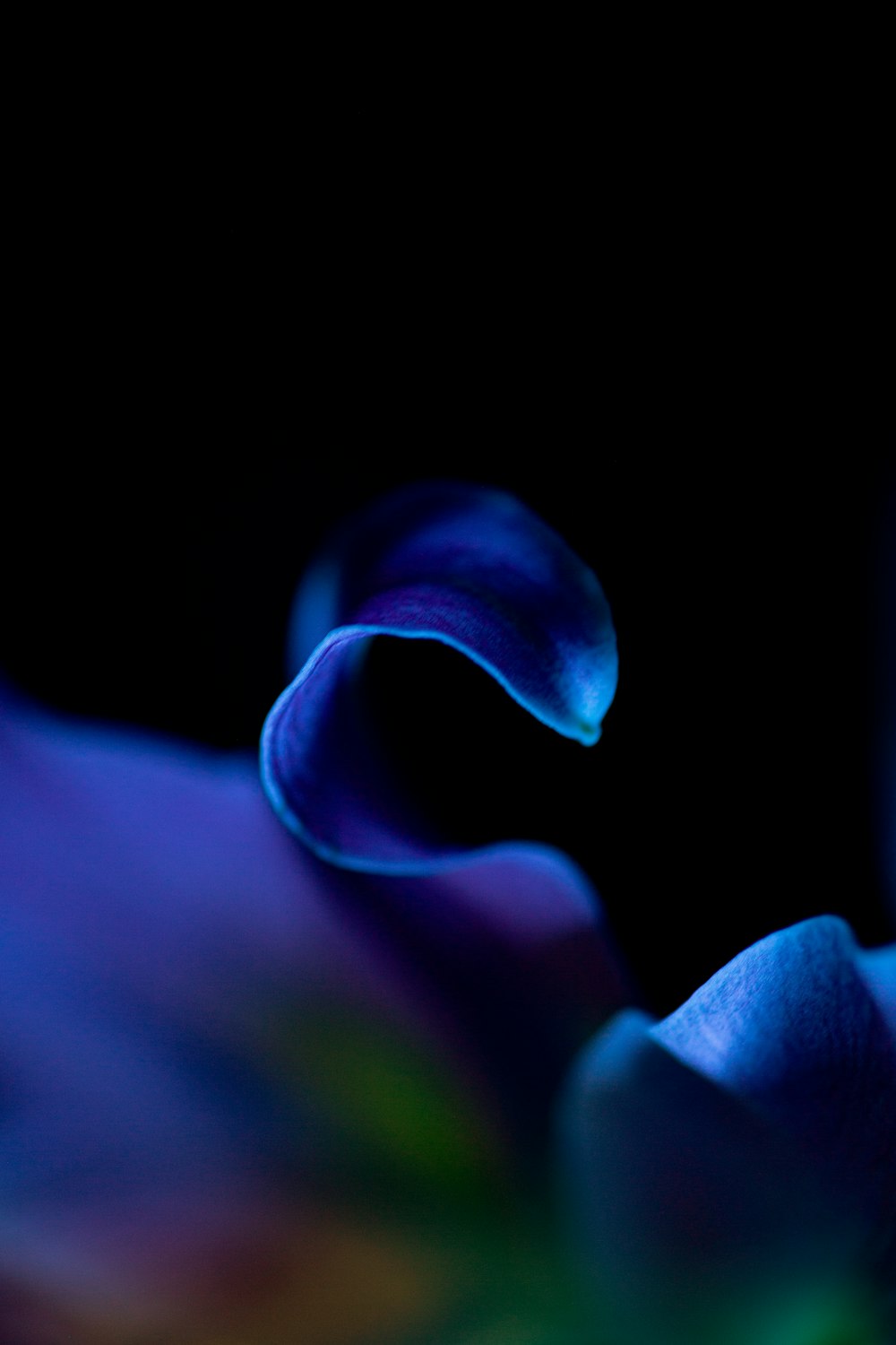 eine Nahaufnahme einer blauen Blume auf schwarzem Hintergrund