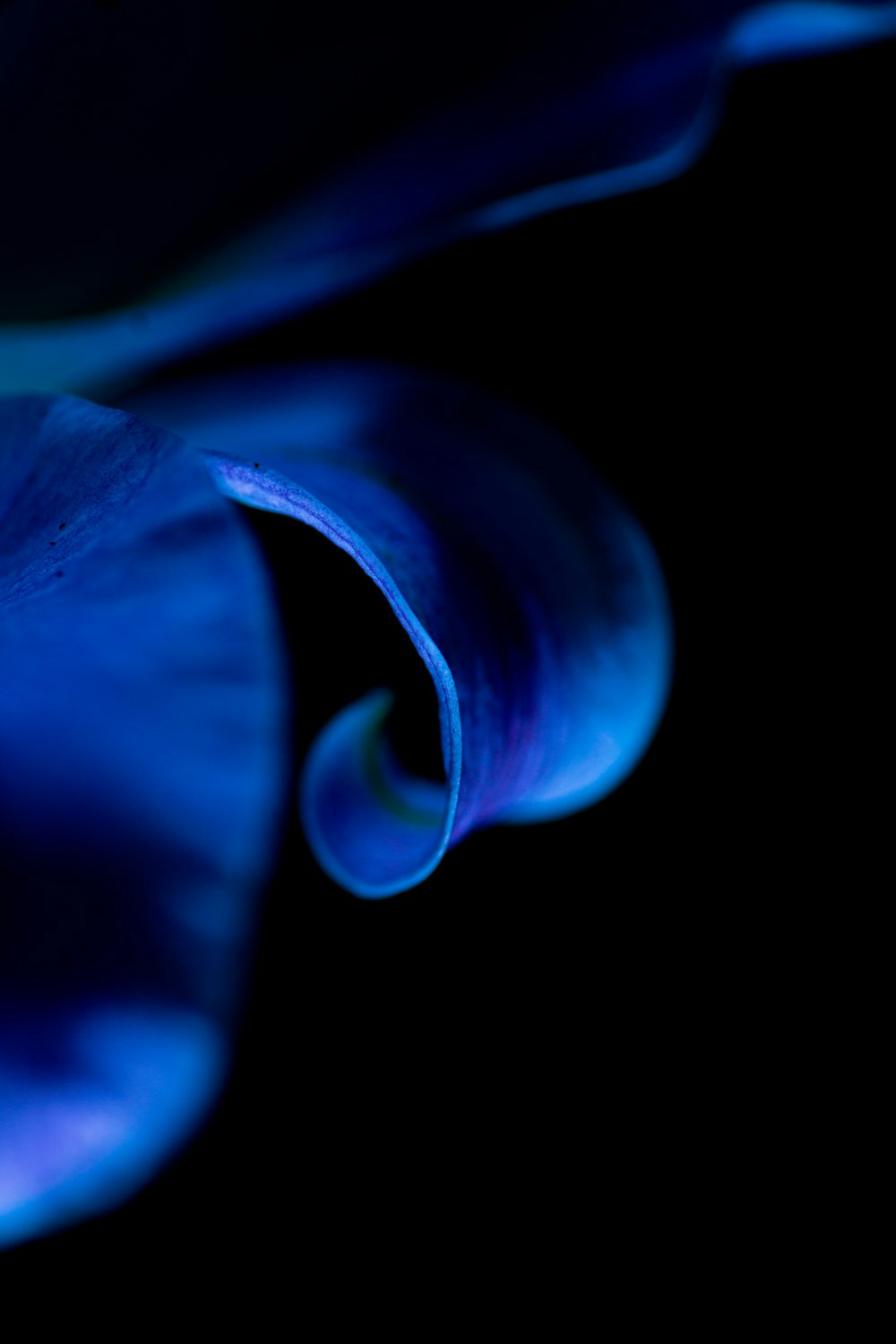 a close up of a blue flower on a black background