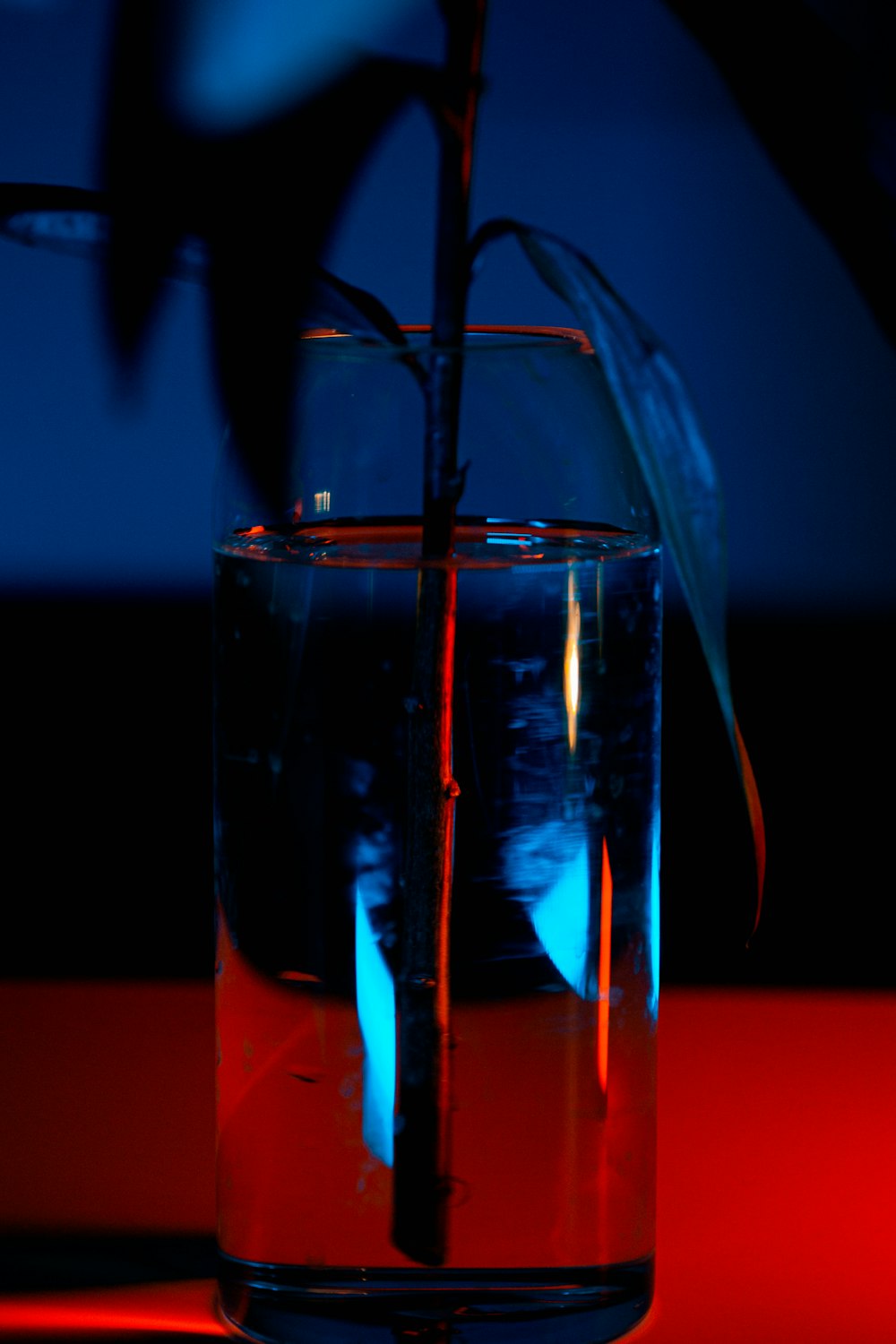 a plant in a glass of water on a table