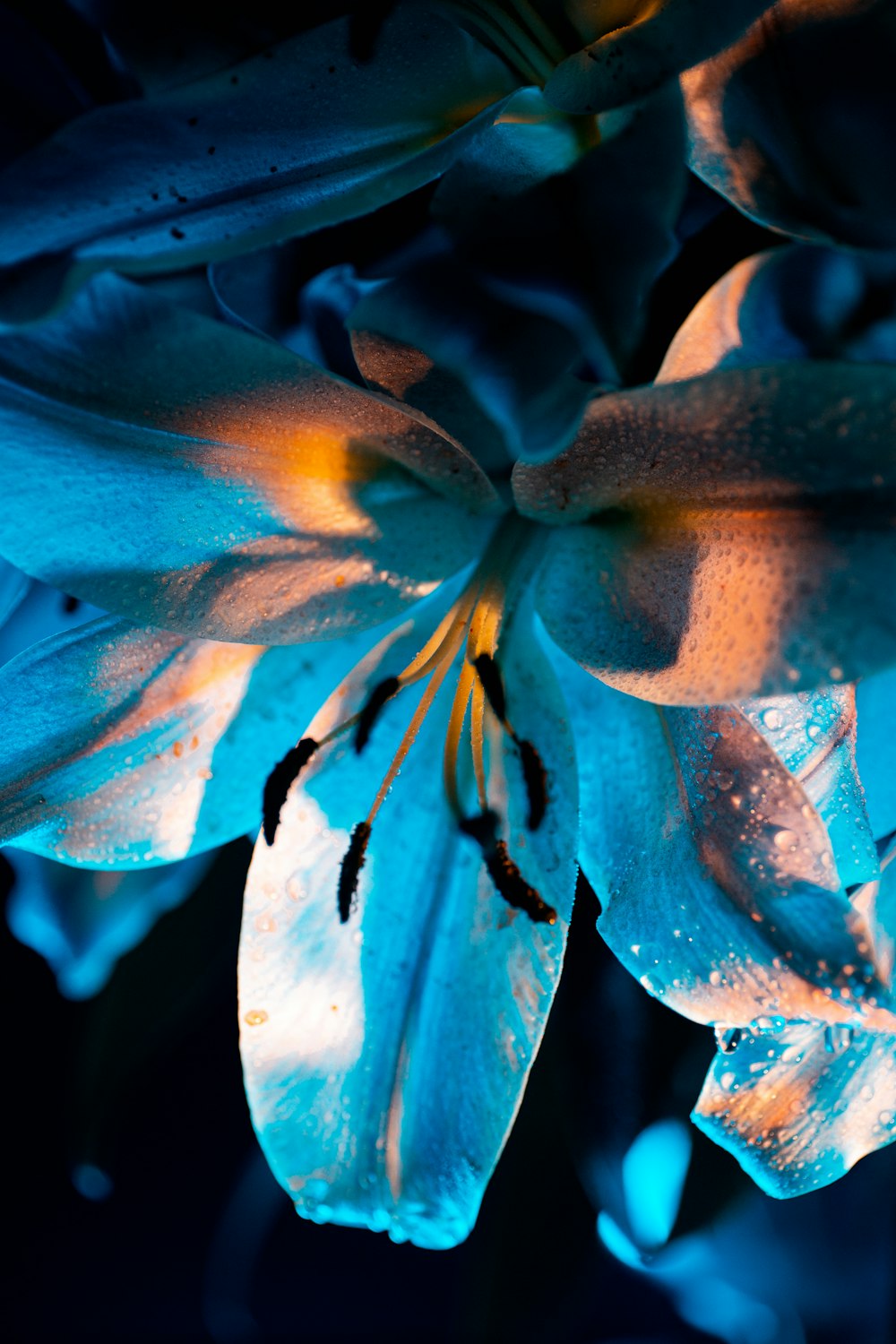 a close up of a blue flower with drops of water on it