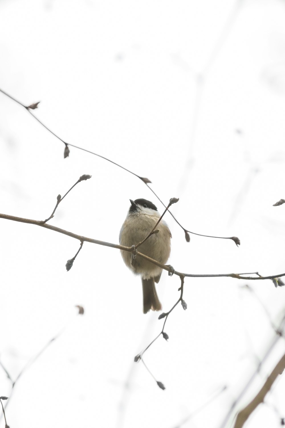 a small bird sitting on a branch of a tree