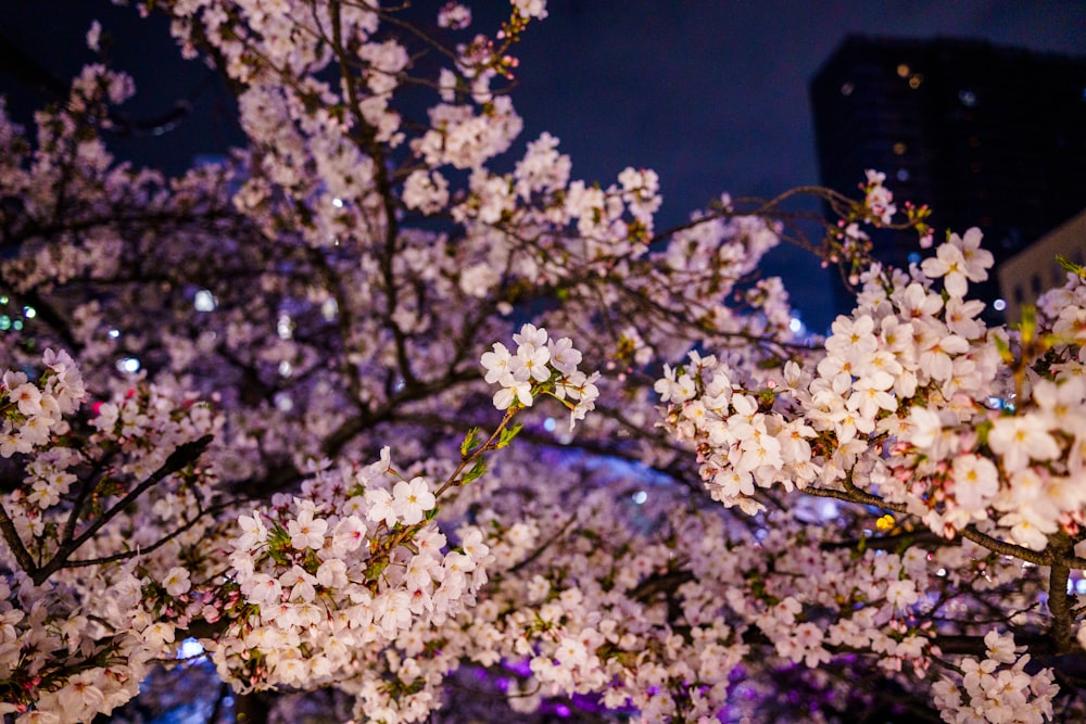 a tree with white flowers in a city park