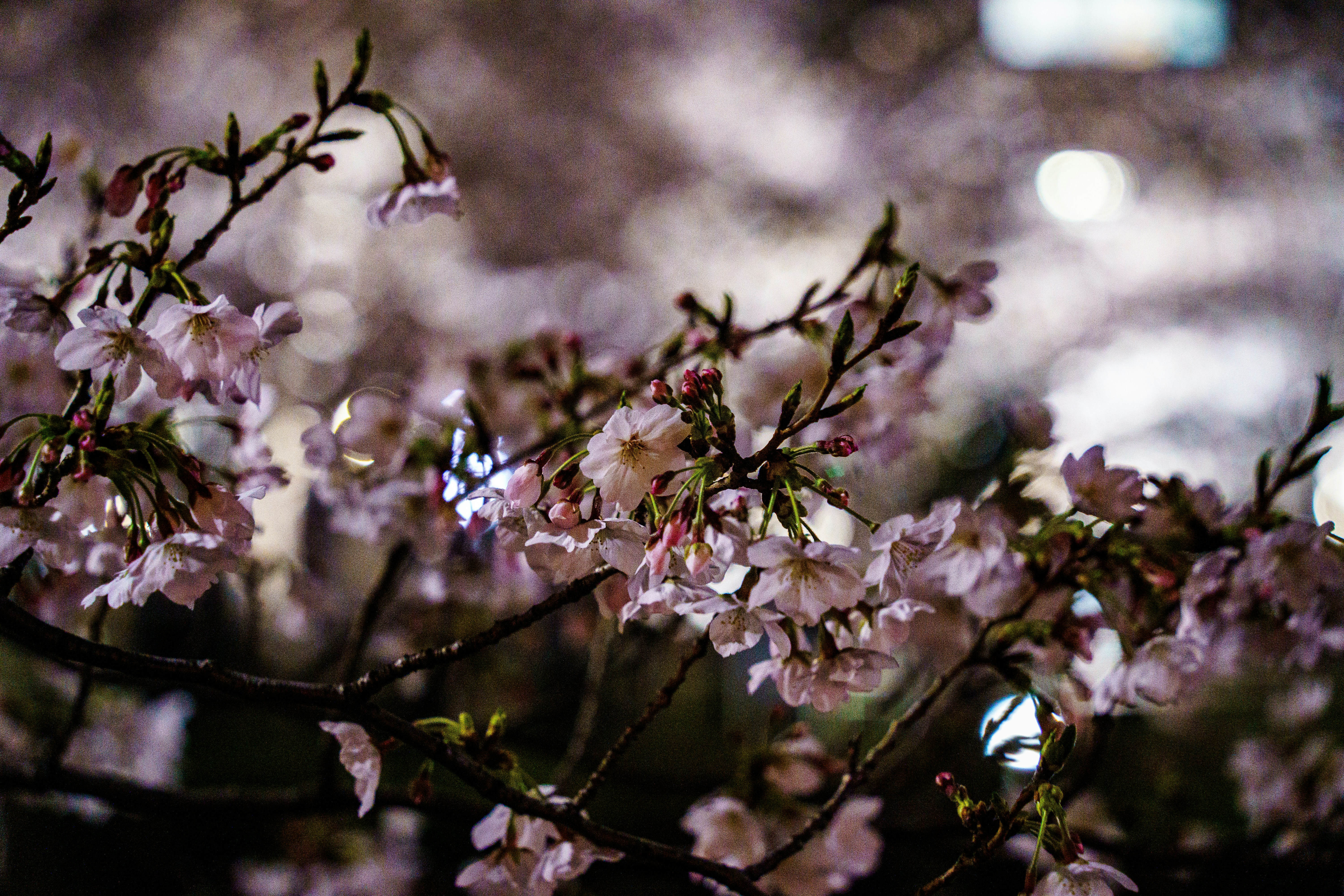 Photo by kent_shimazaki