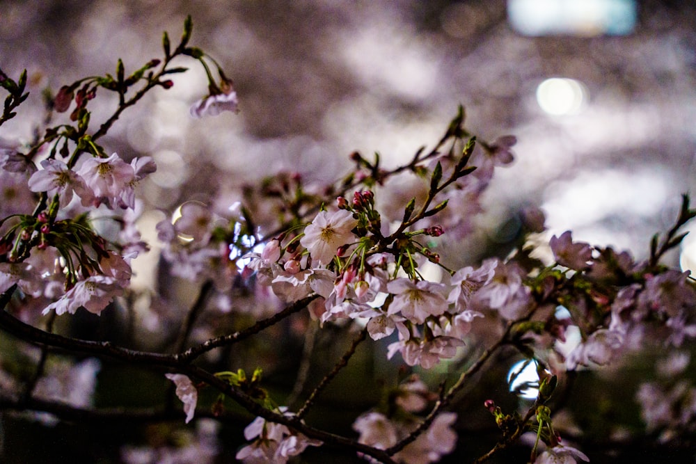 a close up of a tree with pink flowers