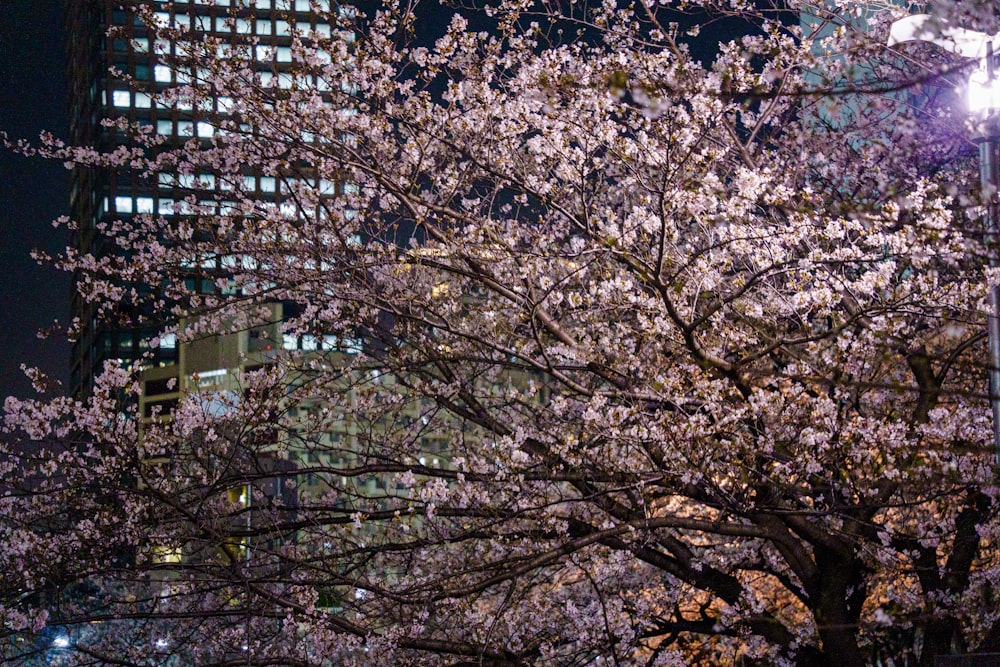 a tree with white flowers in a city at night