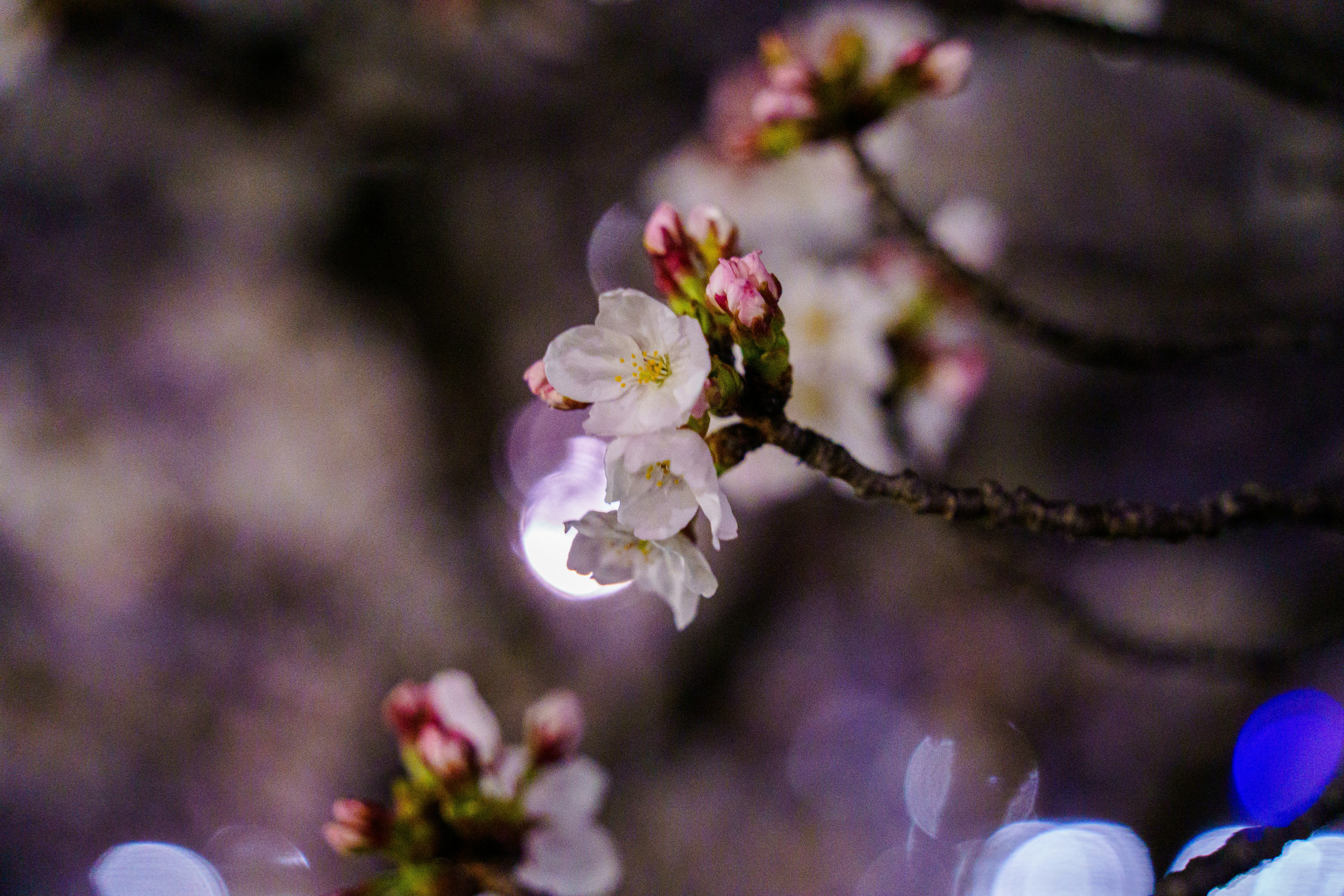 Photo by kent_shimazaki