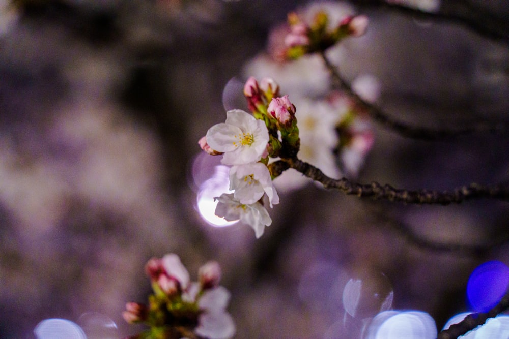 a close up of a flower on a tree branch