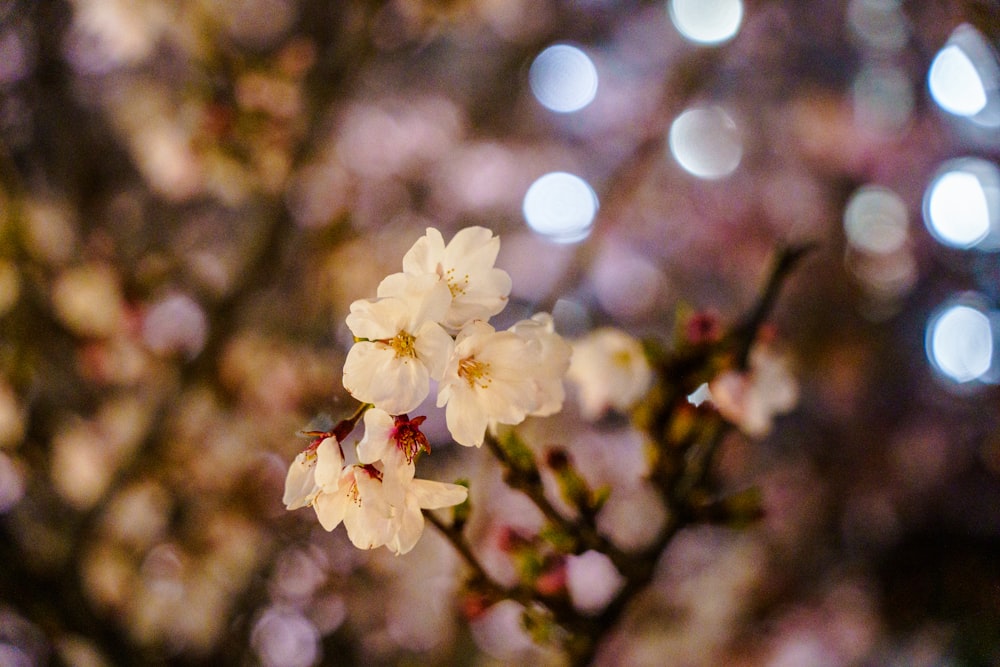 a close up of a flower on a tree